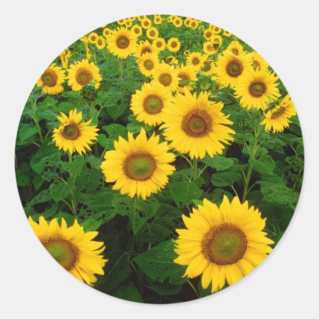 Sticker Rond Champ de tournesols (Devant)