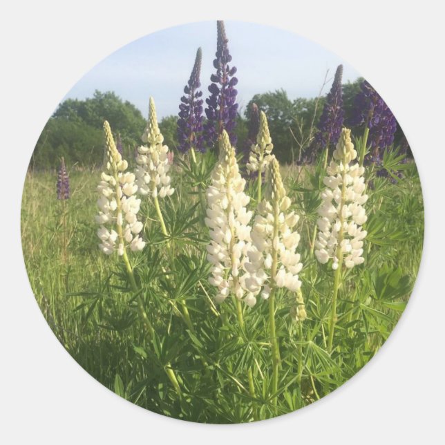 Sticker Rond Champ Lupine (Devant)