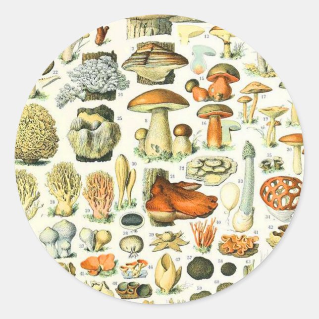 Sticker Rond Champignon Adolphe Millot (Devant)
