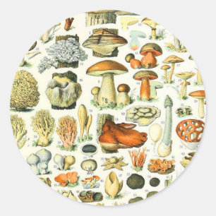 Sticker Rond Champignon Adolphe Millot
