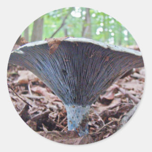 Sticker Rond Champignon bleu Lactarius indigo