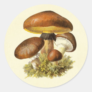 Sticker Rond Champignon Vintage Brown