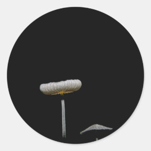 Sticker Rond Champignons