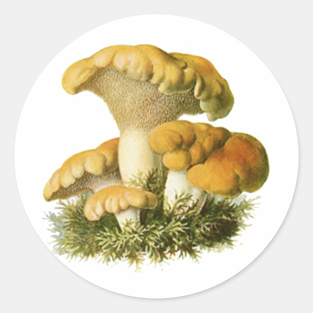 Sticker Rond Champignons anciens Imprimer 13 (Devant)
