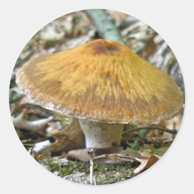 Sticker Rond Champignons des bois Coordonner les éléments (Devant)