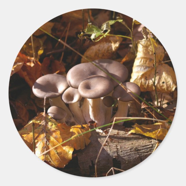 Sticker Rond Champignons huîtres (Devant)