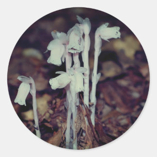 Sticker Rond Champignons indiens roses Nature