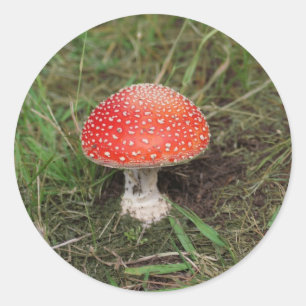 Sticker Rond Champignons magiques