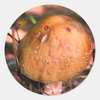 Sticker Rond Champignons sauvages des bois Nature