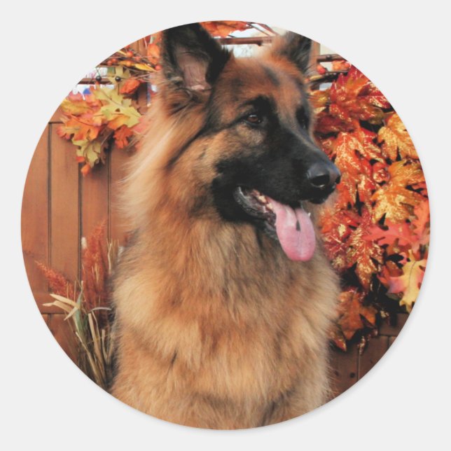 Sticker Rond Chance -LH Shepherd & Mae - St Bernard Photo-22 (Devant)