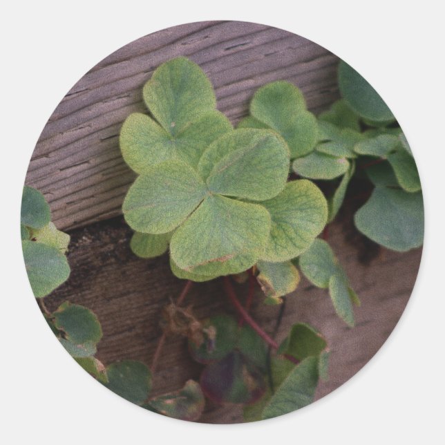 Sticker Rond Chanceux ou déterminé ? Shamrocks de la Saint-Patr (Devant)