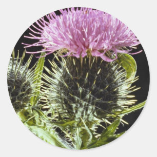 Sticker Rond Chardon de Spear, cirsium vulgare