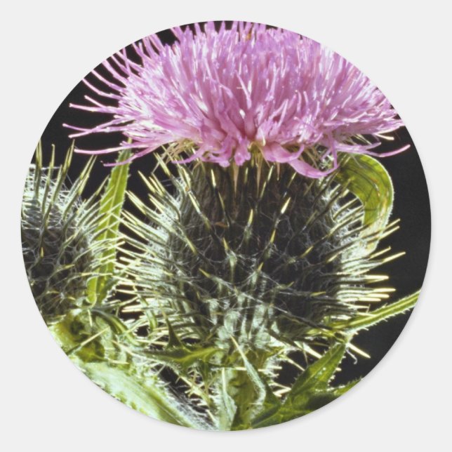 Sticker Rond Chardon de Spear, cirsium vulgare (Devant)