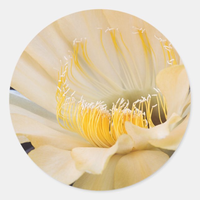 Sticker Rond Charlemagne Echinopsis en fleurs (Devant)