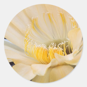 Sticker Rond Charlemagne Echinopsis en fleurs