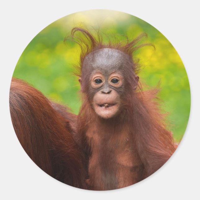 Sticker Rond Charme excentrique d'un bébé orang-outan (Devant)