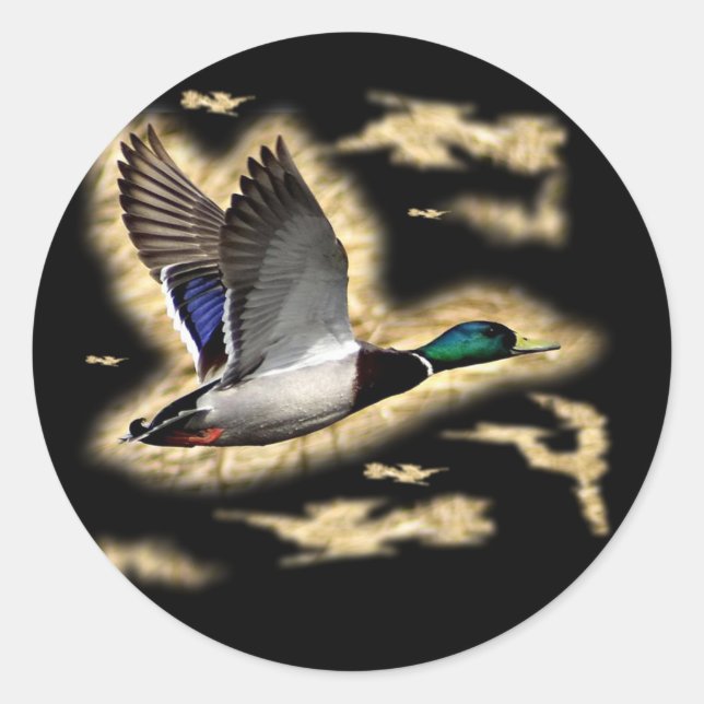 Sticker Rond Chasse au canard de Mallard (Devant)