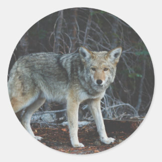 Sticker Rond Chasse au coyote