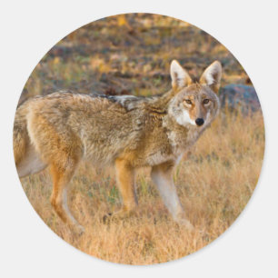 Sticker Rond Chasse au coyote (Canis Latrans)