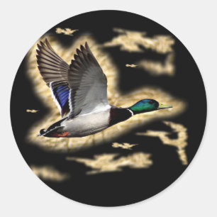 Sticker Rond Chasse de canard de Mallard
