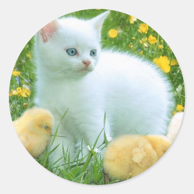 Sticker Rond chat (Devant)