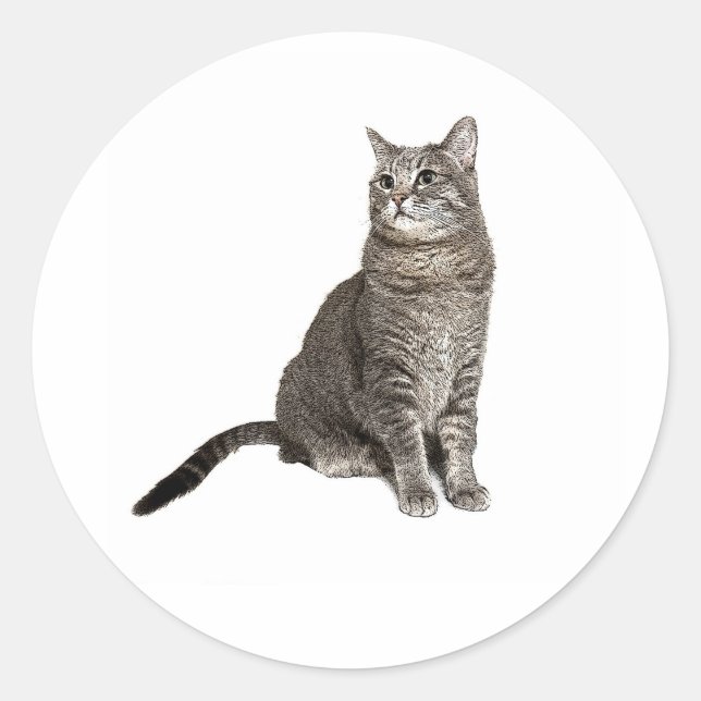 Sticker Rond Chat abyssinien (Devant)