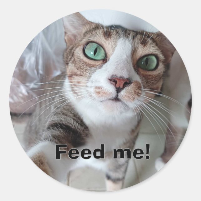 Sticker Rond Chat affamé (Devant)