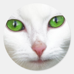 Sticker Rond Chat blanc à l'oeil vert