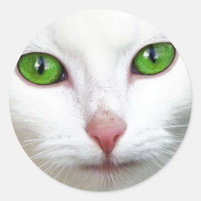 Sticker Rond Chat blanc à l'oeil vert (Devant)
