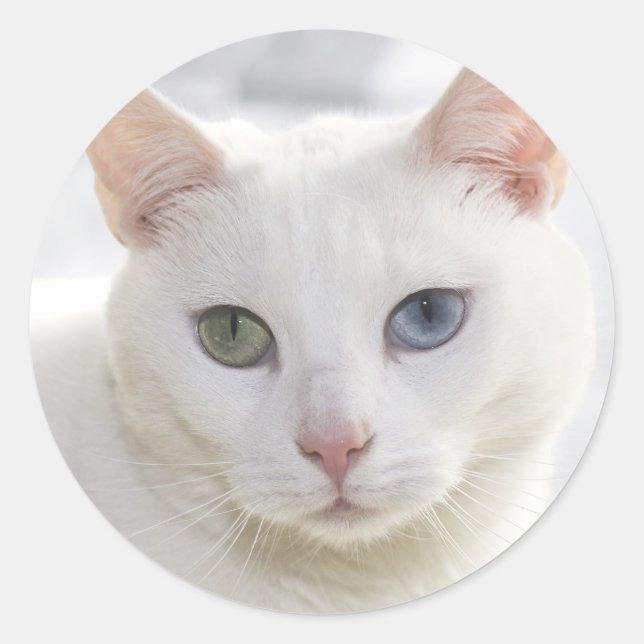 Sticker Rond chat blanc aux yeux étranges (Devant)