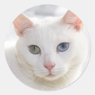 Sticker Rond chat blanc aux yeux étranges