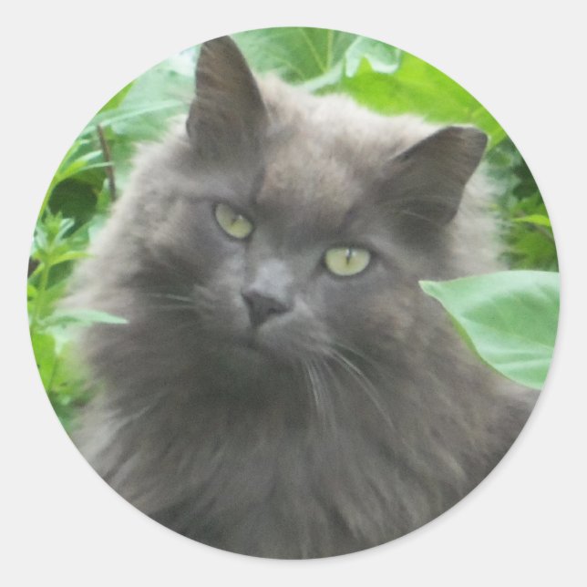 Sticker Rond Chat bleu russe gris-long (Devant)