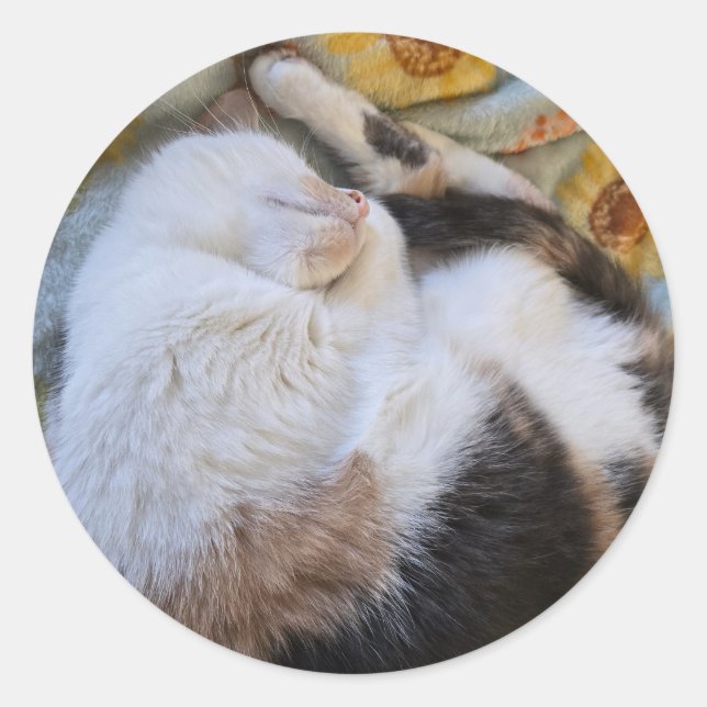 Sticker Rond Chat calcaire dormant (Devant)