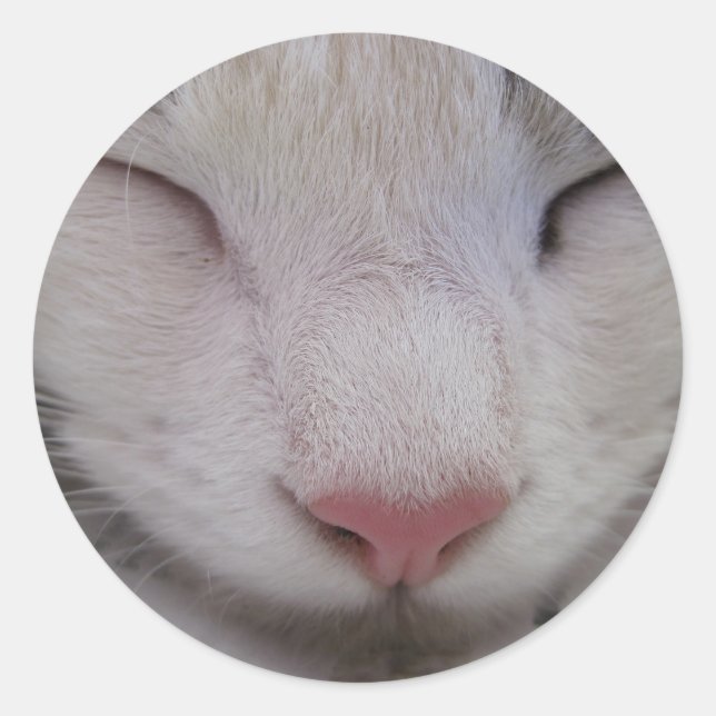 Sticker Rond Chat couché (Devant)