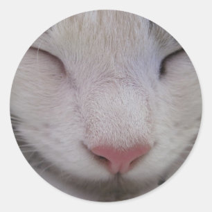 Sticker Rond Chat couché