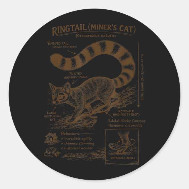 Sticker Rond Chat d'anatomie de minueur à queue annelée Amateur (Devant)