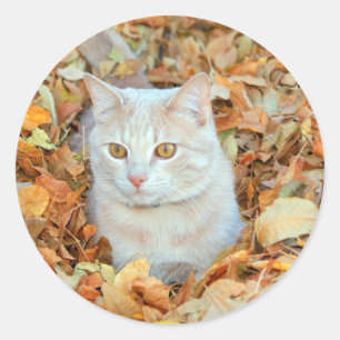 Sticker Rond Chat dans le feuille
