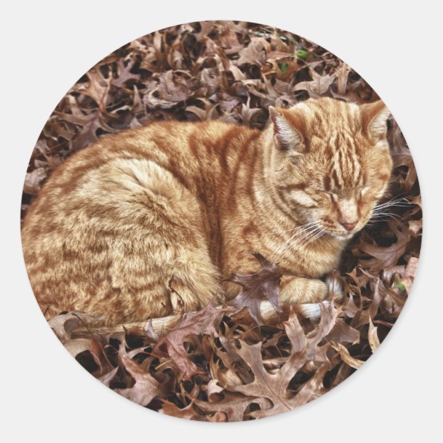 Sticker Rond Chat d'automne (Devant)