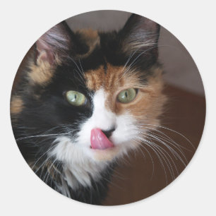 Sticker Rond Chat de calicot