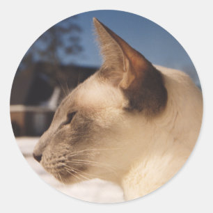 Sticker Rond Chat de neige - Profil de la pointe bleue de Siame