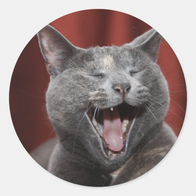 Sticker Rond Chat drôle (Devant)