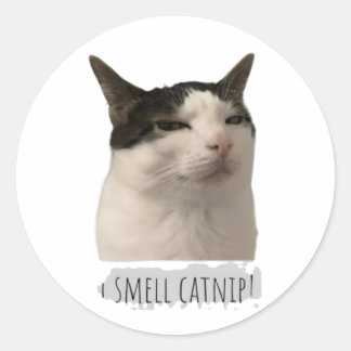 Sticker Rond chat drôle mème