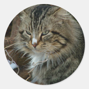 Sticker Rond Chat Feral du Maine Coon en portrait hivernal