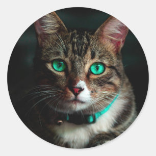 Sticker Rond Chat gris aux yeux verts