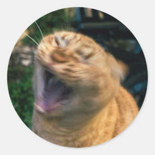 Sticker Rond Chat Mème
