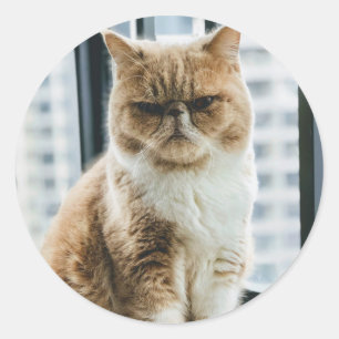 Sticker Rond Chat Mème