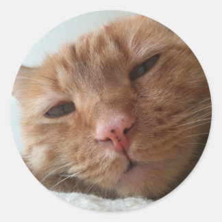 Sticker Rond chat mignon