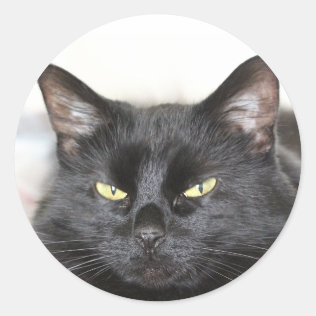 Sticker Rond Chat noir (Devant)