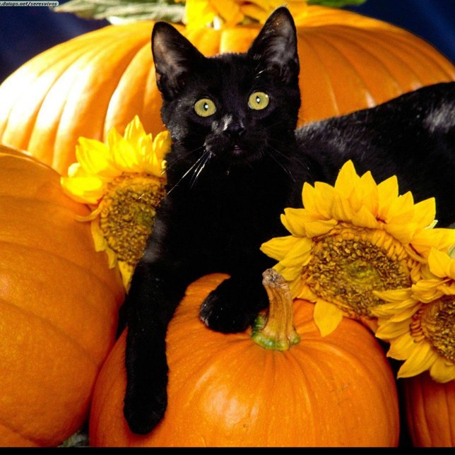 Sticker Rond Chat noir (Black Cat Sitting on Pumpkins on Halloween Night!)