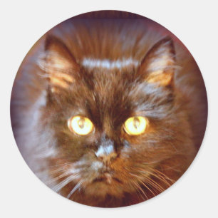 Sticker Rond chat noir